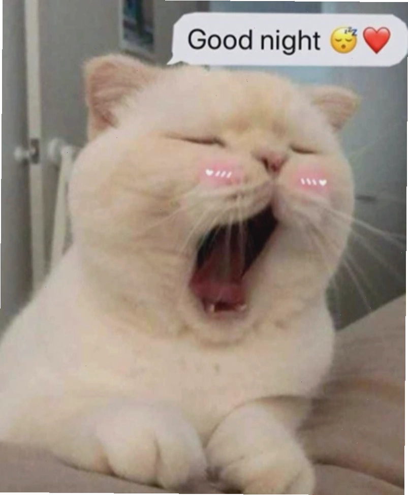 Meme chúc ngủ ngon với hình ảnh động vật đang say giấc