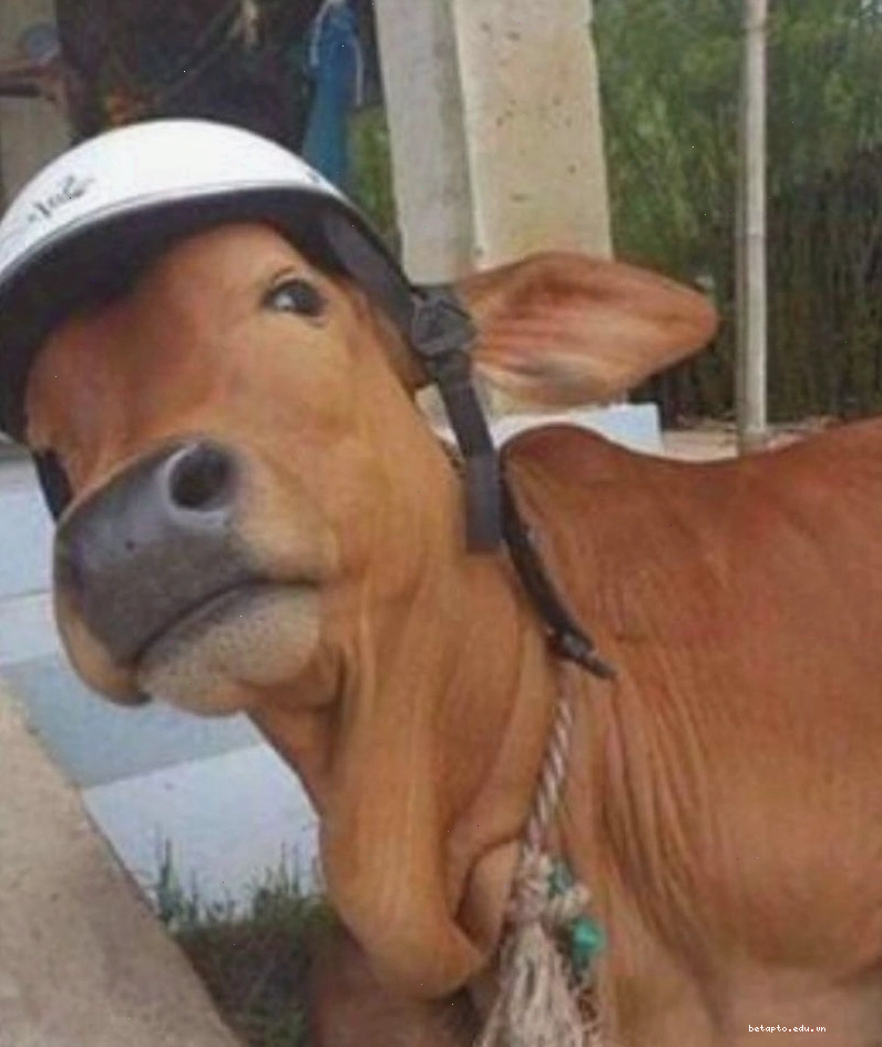 Meme con bò đang nhai cỏ một cách thảnh thơi