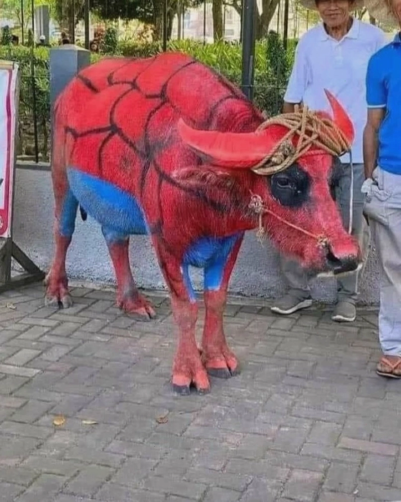 Meme con bò đang tham gia một hoạt động vui nhộn