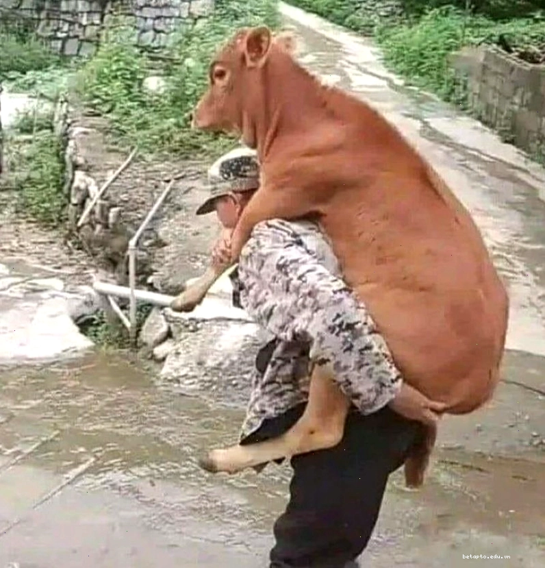 Meme con bò với ánh mắt tinh nghịch
