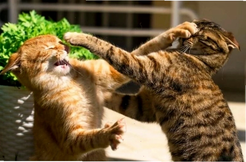 Meme đánh nhau hình động vật ngộ nghĩnh và đáng yêu