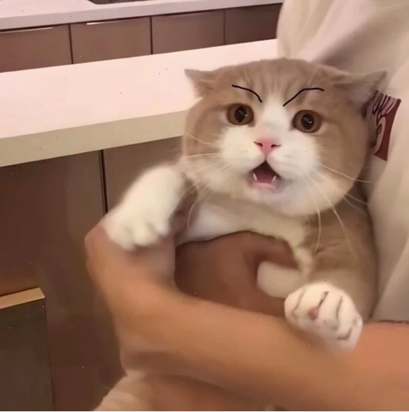 Meme dỗi cute với biểu cảm ngộ nghĩnh