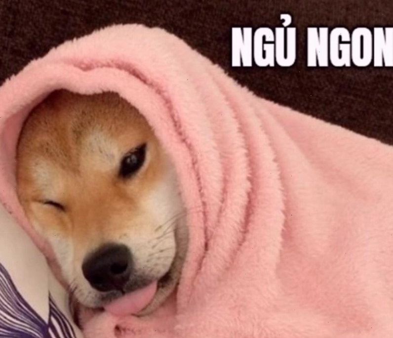 Meme động vật hài hước chúc ngủ ngon