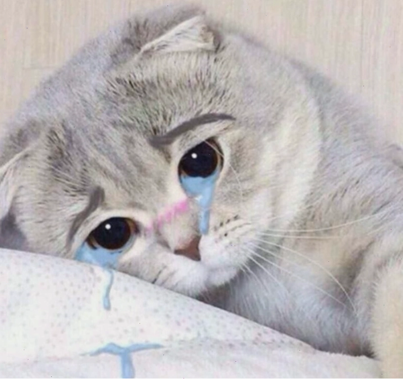 Meme động vật khóc với biểu cảm hài hước