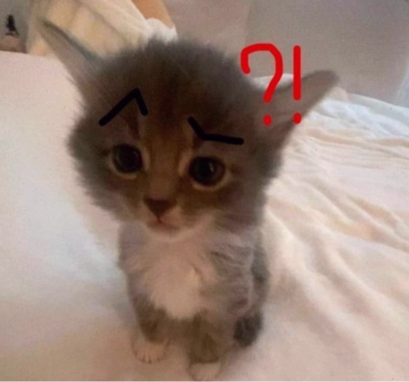 Meme hỏi chấm hình mèo dễ thương
