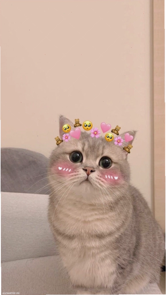 Meme mèo cute đang lim dim ngủ