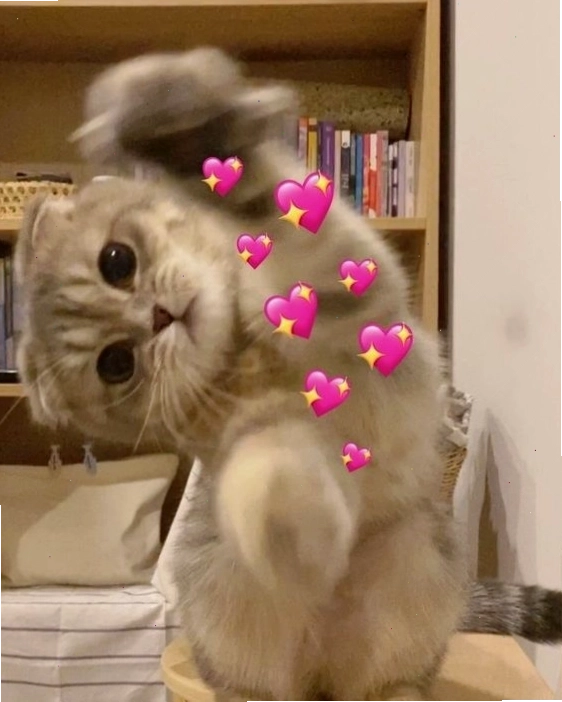 Meme mèo đang"cầu xin" ánh mắt