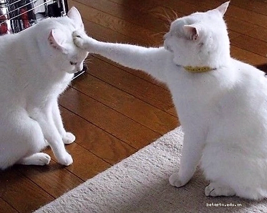 Meme mèo với ánh mắt"ngây thơ" vô số tội