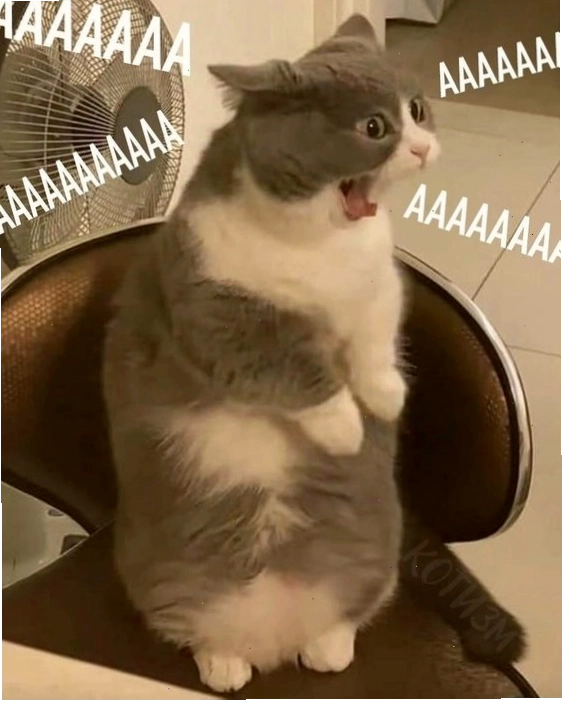 Meme mèo với vẻ mặt"giận dỗi"