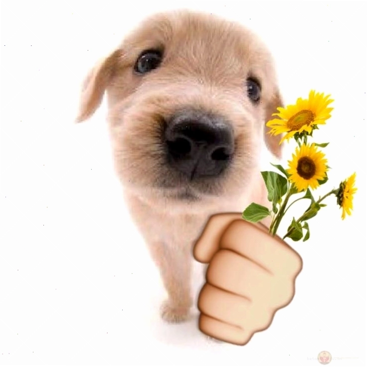 Meme tặng hoa hướng dương