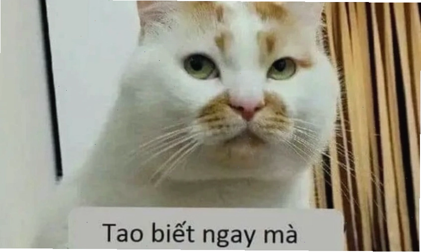 Mèo lè lưỡi tinh nghịch