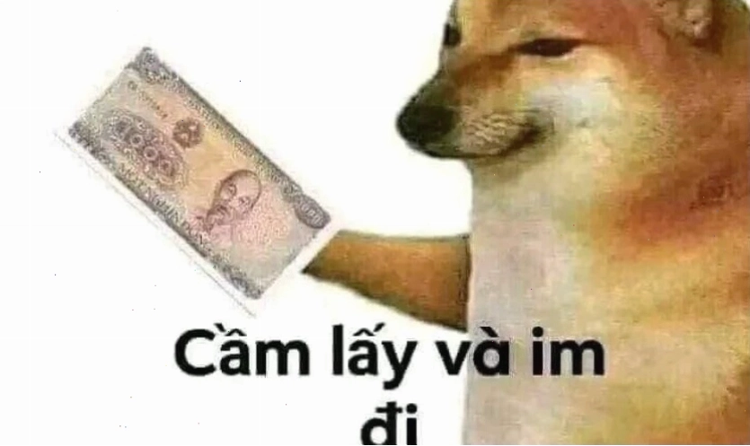 Mèo với biểu cảm cau có hài hước