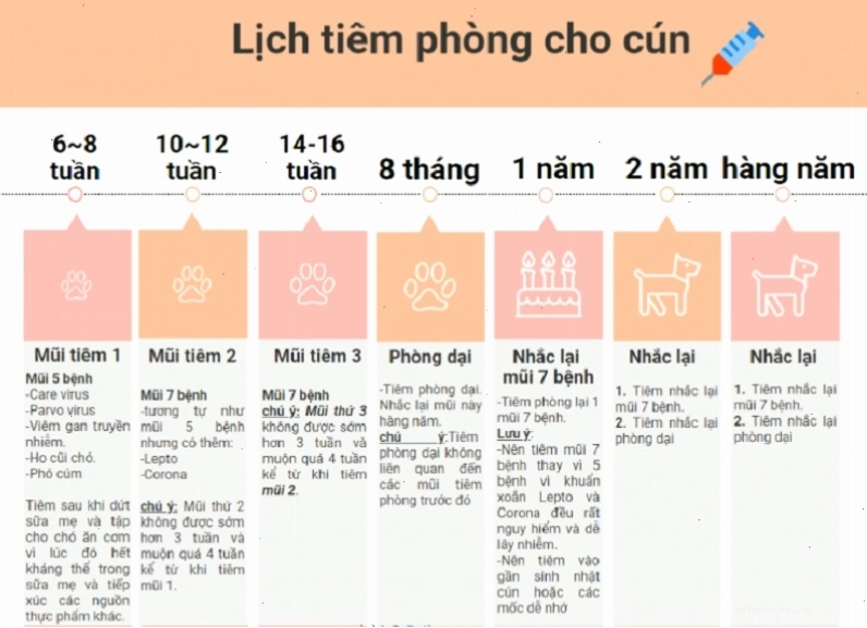 Thông tin chi tiết lịch tiêm phòng cho chó
