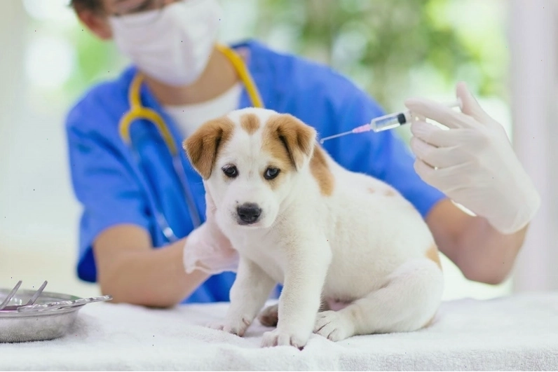 Tiêm phòng cho chó là giải pháp tốt nhất để bảo vệ sức khỏe vật nuôi