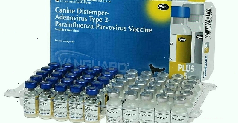 Vaccine Care bảo vệ chó trước bệnh sài sốt