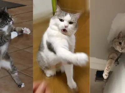 Tuyển chọn ảnh chế meme mèo bựa siêu lầy lội, bá đạo