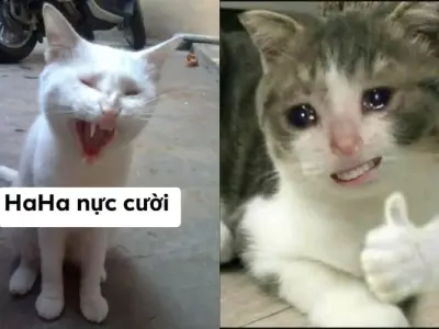 Cười xỉu với ảnh chế meme mèo bựa cực lầy cực độc đáo