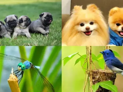 Tải ngay bộ sưu tập ảnh avatar động vật dễ thương nhất