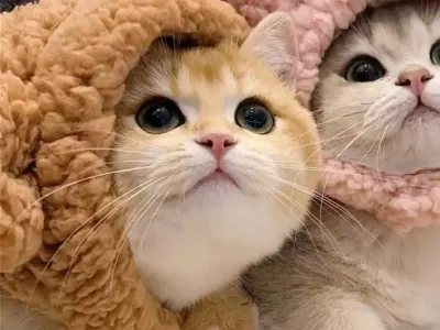 Tải ngay bộ ảnh avatar meme cực chất cho mạng xã hội