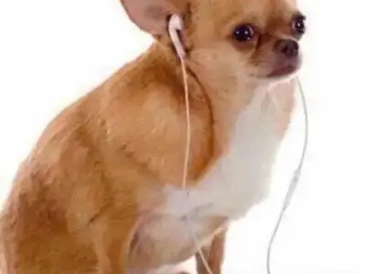 Tuyển chọn ảnh chihuahua meme siêu lầy, siêu dễ thương