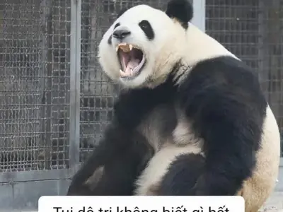 Top ảnh meme gấu trúc bựa khiến bạn cười không ngớt