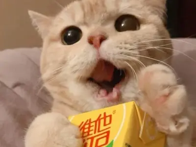 Tổng hợp ảnh meme ảnh cute khiến bạn cười nghiêng ngả