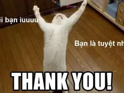 Những ảnh meme cảm ơn hài hước khiến ai cũng bật cười