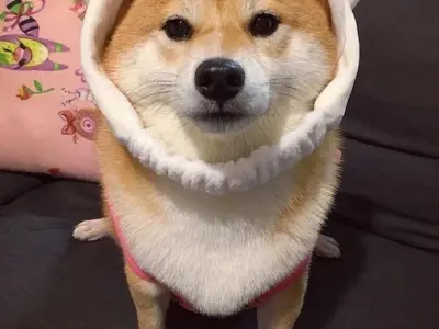Tuyển tập ảnh meme chó hài hước khiến bạn cười nghiêng ngả