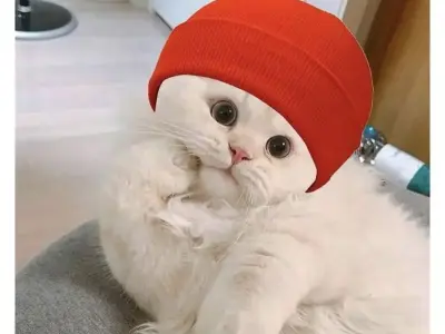 Bộ sưu tập ảnh meme chúc ngủ ngon đáng yêu cho mọi người