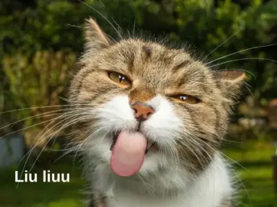 Xem ngay loạt ảnh meme cute khiến dân mạng phát cuồng