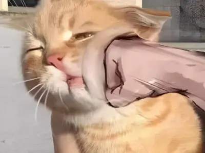 Tuyển chọn ảnh meme đánh nhau cực hài không thể bỏ lỡ