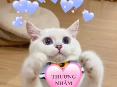 Cười ngất với loạt ảnh meme dễ thương siêu ngộ nghĩnh