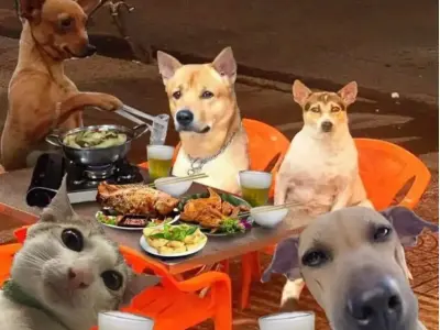Tổng hợp ảnh meme dog hài hước khiến bạn cười không ngớt