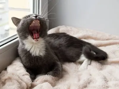 Tổng hợp meme mèo cười siêu bựa khiến bạn cười té ghế