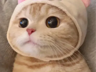 Tổng hợp ảnh meme mèo cute dễ thương gây bão mạng xã hội