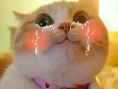 Top meme mèo khóc buồn cười khiến bạn cười ra nước mắt