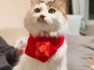 Xả stress cùng loạt meme mèo Tết hài hước cực mạnh