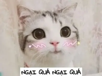 Cập nhật ảnh meme ngại hot nhất mạng xã hội hiện nay