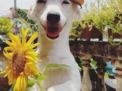 Tuyển chọn ảnh meme tặng hoa hài hước siêu đáng yêu