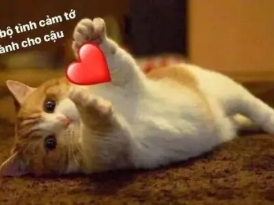 Xem ngay bộ sưu tập ảnh meme tình yêu viral nhất mạng