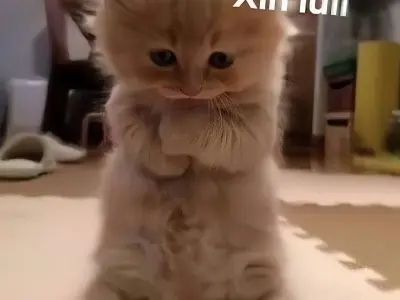 Tổng hợp ảnh meme xin lỗi hài hước khiến ai cũng bật cười