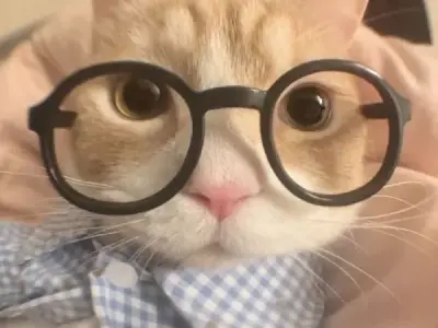 Tải ngay bộ ảnh mèo vô tri meme khiến ai cũng phì cười