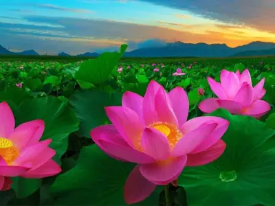 Khám phá bộ sưu tập ảnh avatar hoa sen chất lượng cao