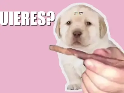 Tổng hợp ảnh quieres meme độc đáo dành cho fan meme