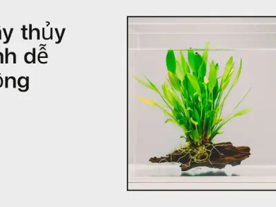Cách trồng cây thủy sinh cho bể cá đẹp như tranh ngay tại nhà
