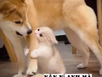 Hài Hước Khó Cưỡng Với Meme Mèo Xin Ăn Cực Dễ Thương