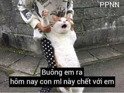 Khám phá kho meme mèo chuối hài hước và độc đáo nhất 2026