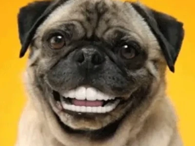 Khám Phá Meme Chó Cười: Biểu Tượng Vui Nhộn Trên Mạng Xã Hội