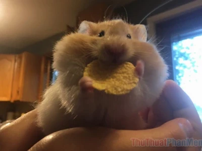 Khám phá thế giới Hamster Meme: Biểu cảm hài hước và đáng yêu