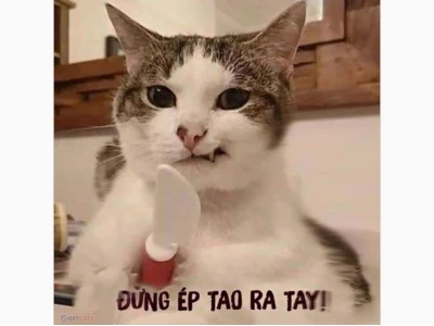 Kho meme hài hước 2026: Cười thả ga với những hình ảnh độc đáo